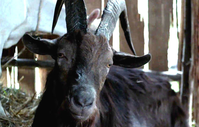 Speaking of scary, meet Black Phillip